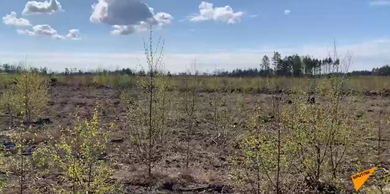 Как обычные гродненцы сажали лес на месте сгоревшего у литовской границы