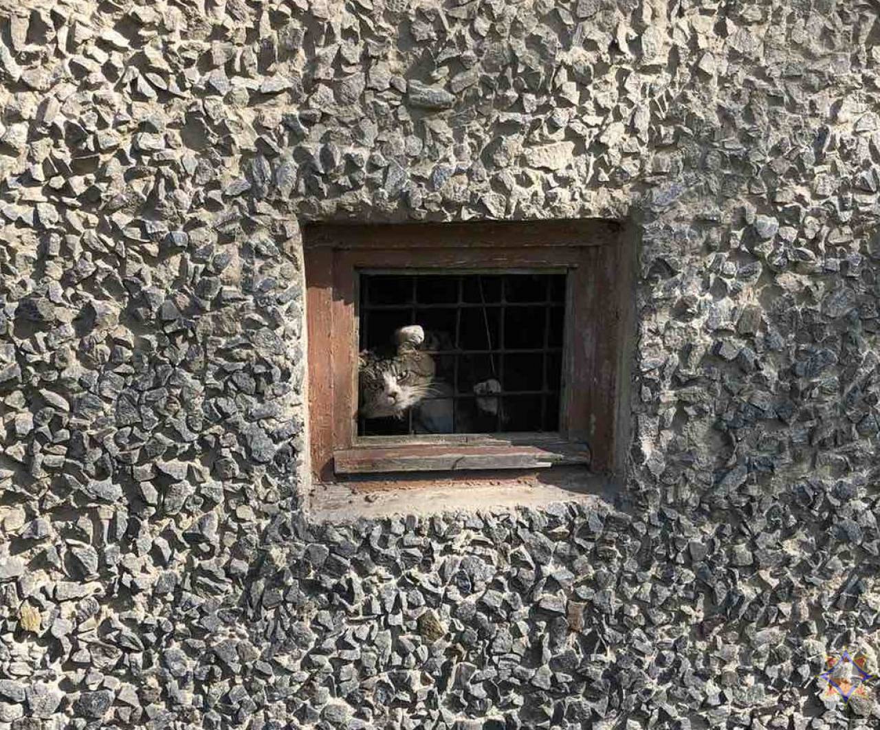 В Гродно кот застрял в металлической решетке в окне подвала. На помощь пришли спасатели