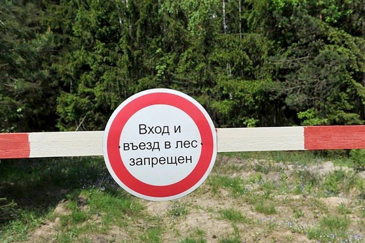 Практически вся страна в «красной зоне» — в Беларуси запрещено посещать леса, иначе штраф