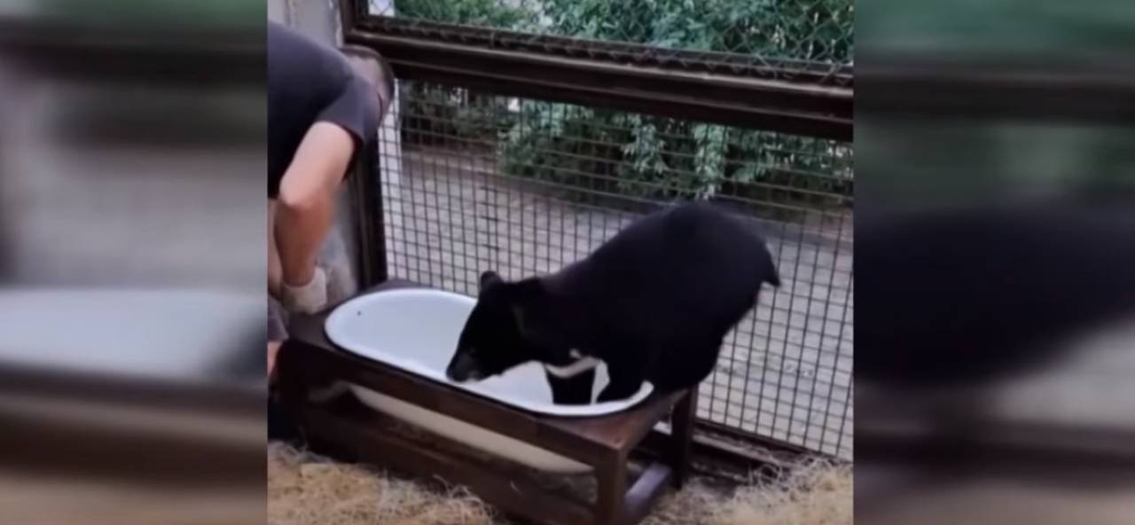 В Гродно гималайским медвежатам сделали ванну