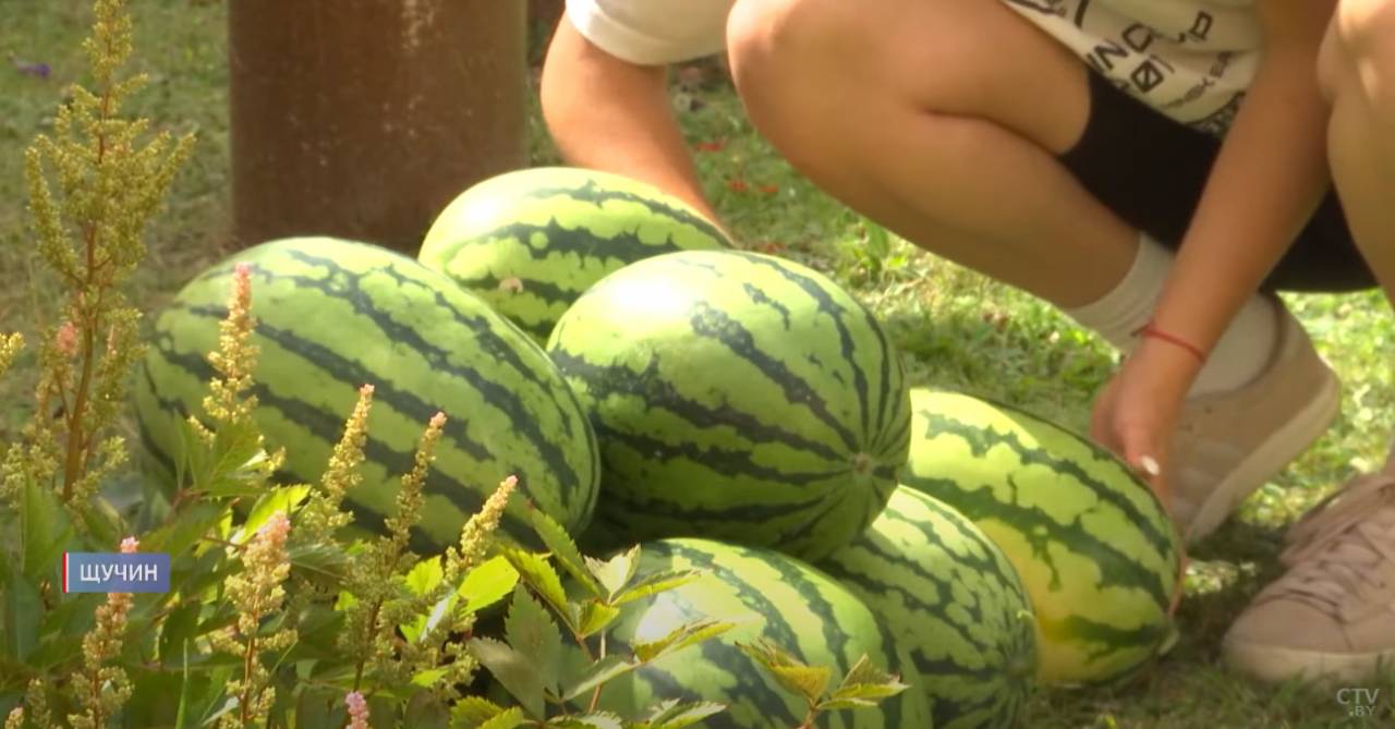 Можно выращивать как помидоры. В Гродненской области арбузы «научились» созревать к середине лета