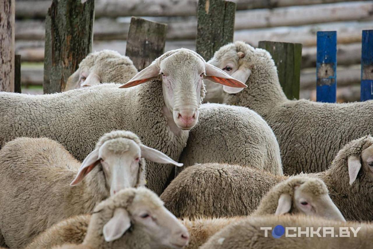 Овчинка стоит выделки: как фермер из Ивья кормит минчан отборным мясом