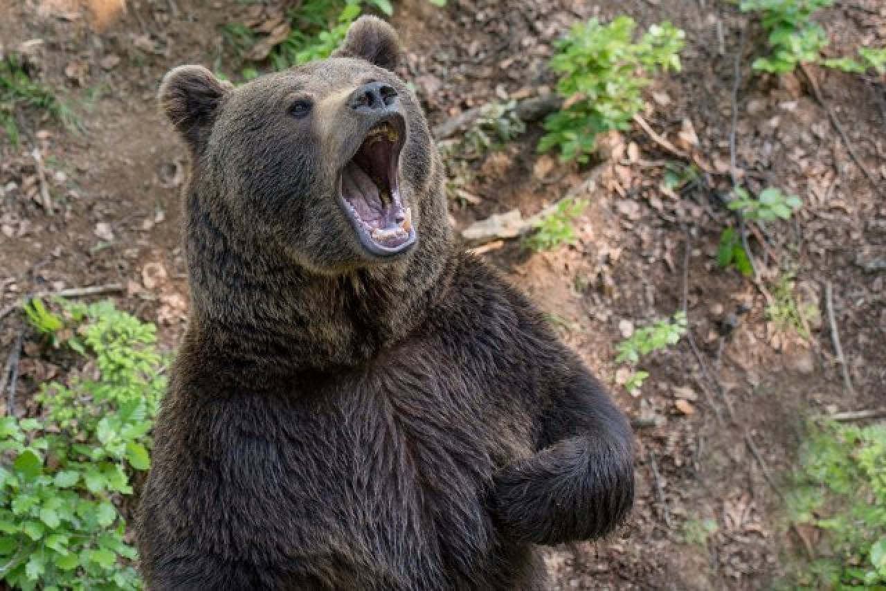 В Минлесхозе рассказали, что численность медведей в Беларуси выросла почти в 7 раз, и назвали регионы, где они обитают