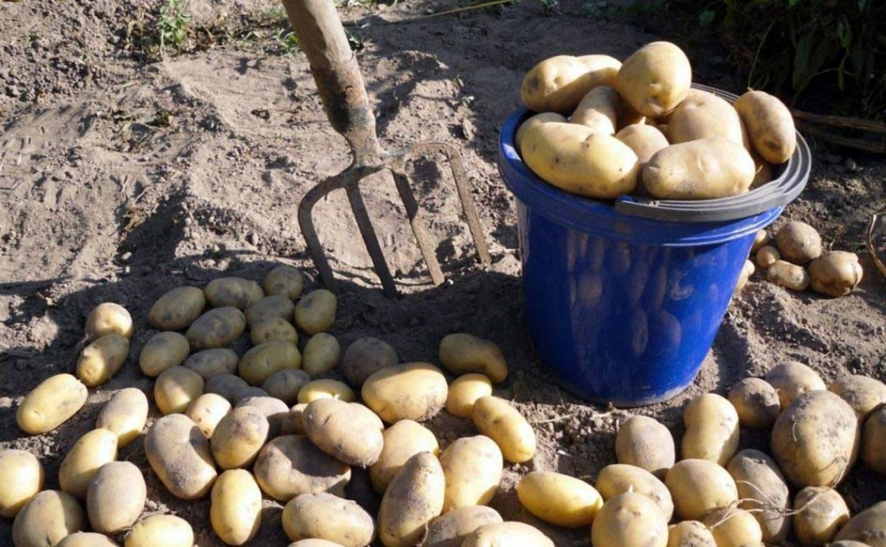 Чисто белорусское преступление: у мужчины под Волковыском прямо с поля пропала картошка