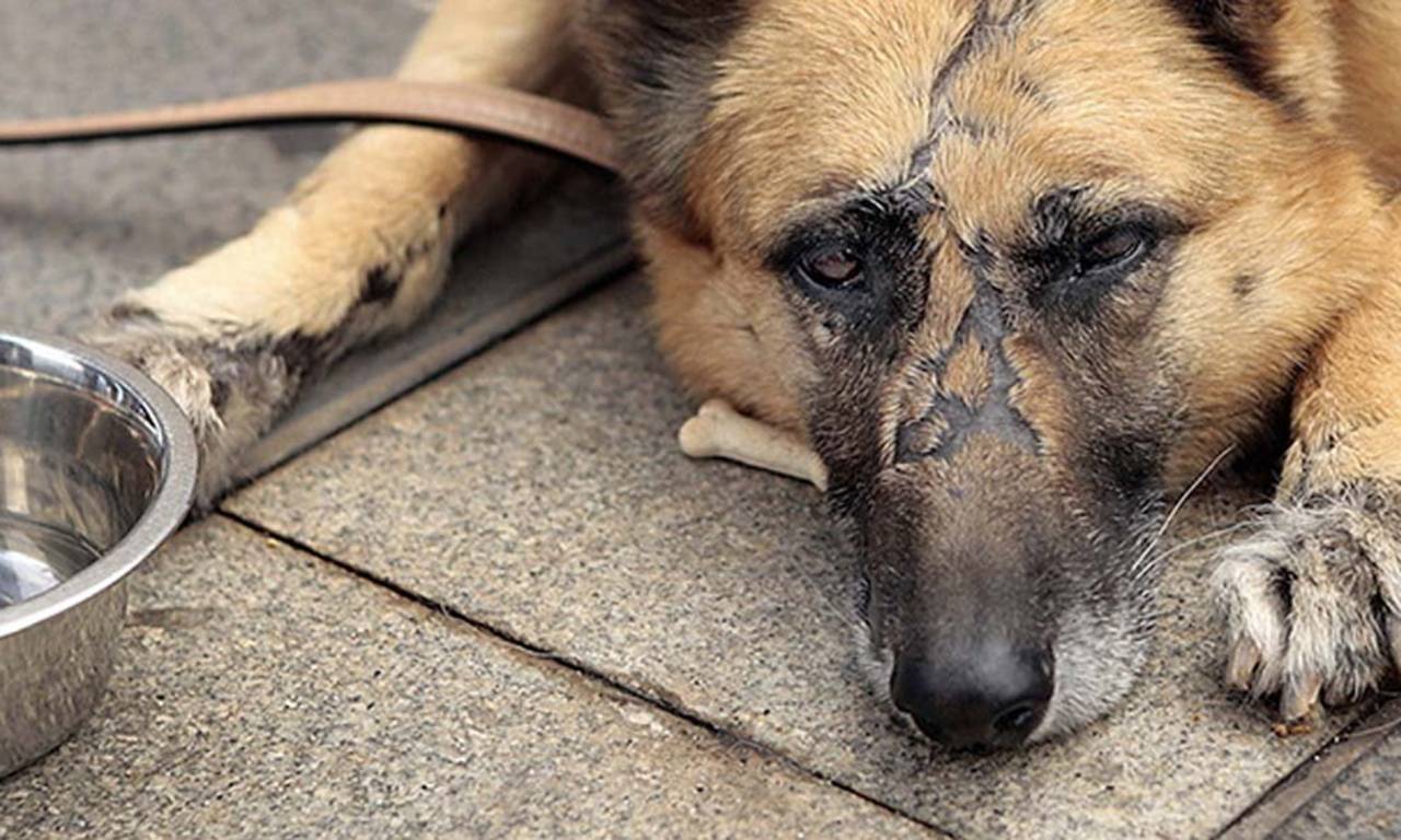 В МВД рассказали, сколько фактов жестокого обращения с животными регистрируется в Беларуси