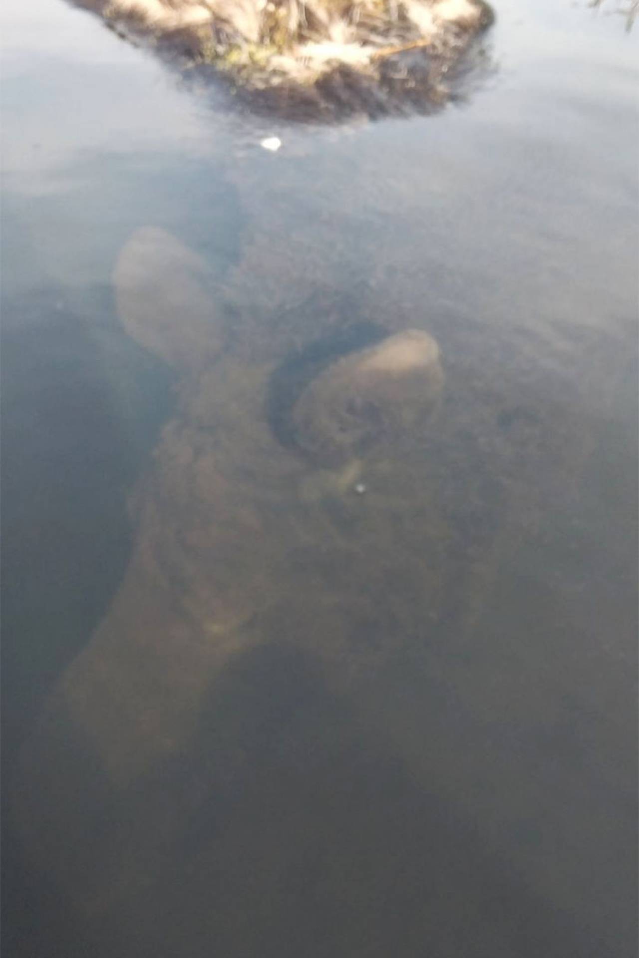Странная находка рыбаков в Гродненской области: лось замер в сюрреалистичной позе на дне реки