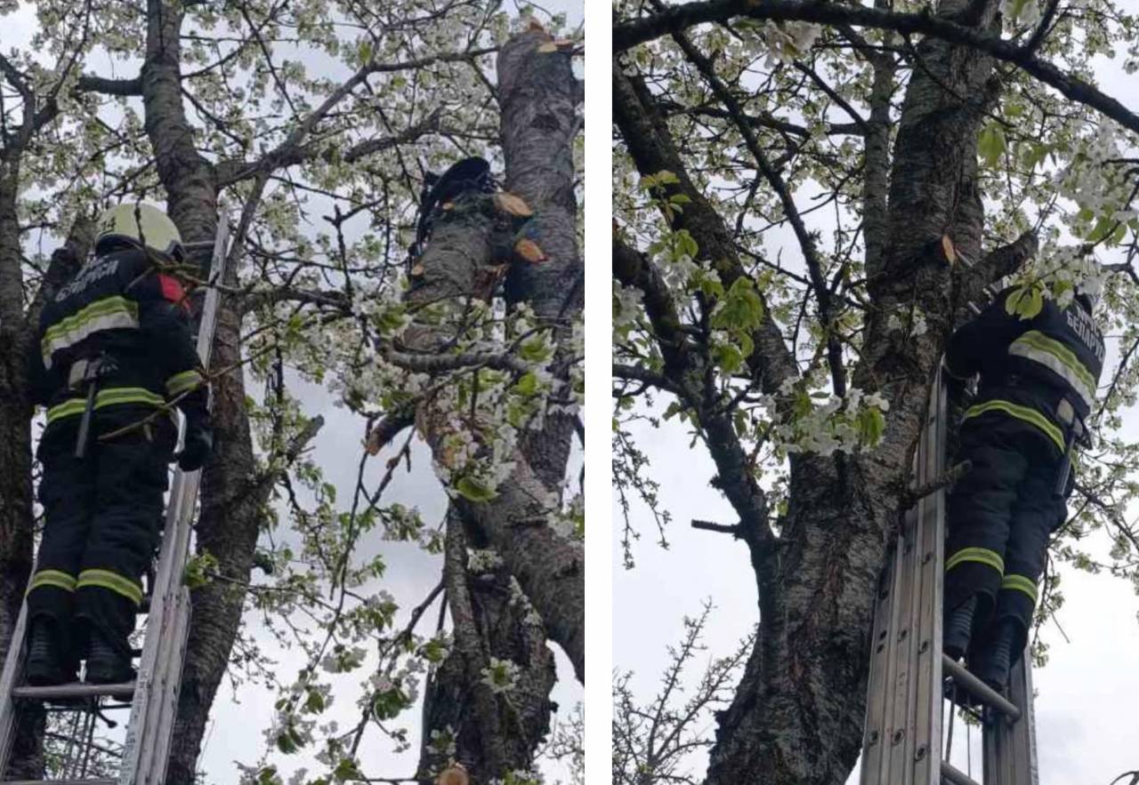 Пилил ветку — зажало на дереве: в Щучинском районе спасатели освободили мужчину, зажатого на дереве на высоте семь метров