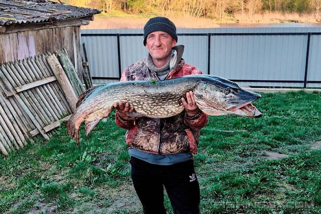 Рыбак из Ошмян поймал щуку размером с небольшого крокодила