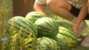 Можно выращивать как помидоры. В Гродненской области арбузы «научились» созревать к середине лета