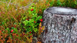 В Беларуси назвали штрафы за нарушения при сборе лесных ягод