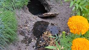 Белорусов по всей стране терроризируют осы. На даче под Гродно заметили спасителя — осоеда