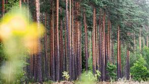 Со следующего года белорусам разрешат бесплатно выкапывать деревья и кусты в лесу. Правда, нужно будет пройти непростую процедуру согласования
