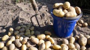 Чисто белорусское преступление: у мужчины под Волковыском прямо с поля пропала картошка