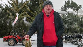 Гродненец выращивает элитные елки, которые сейчас продает по всей Беларуси