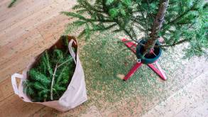 В Гродненском ЖКХ рассказали, когда и куда можно выбросить новогодние елки