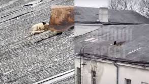 На крыше Старого замка в Гродно живет лиса? Вы только посмотрите на это необычное видео