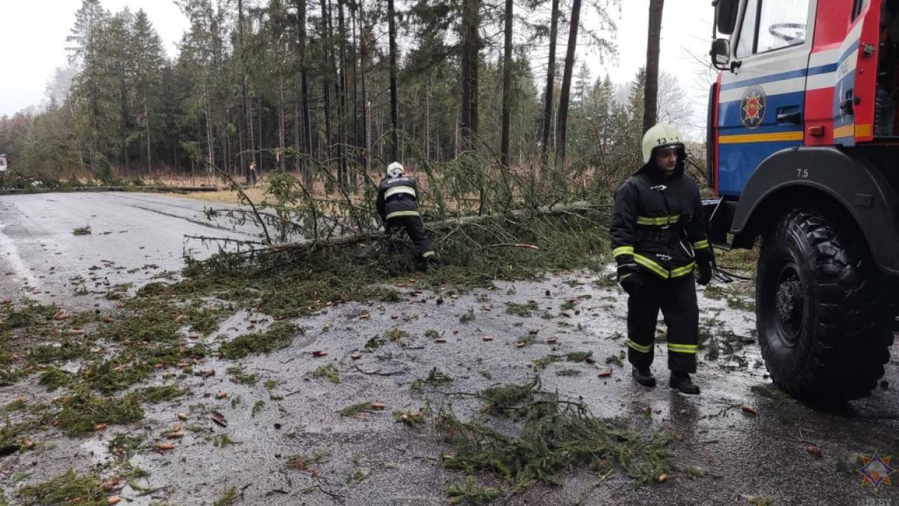 Сильный ветер в Гродненской области: Спасатели фиксируют случаи падения деревьев