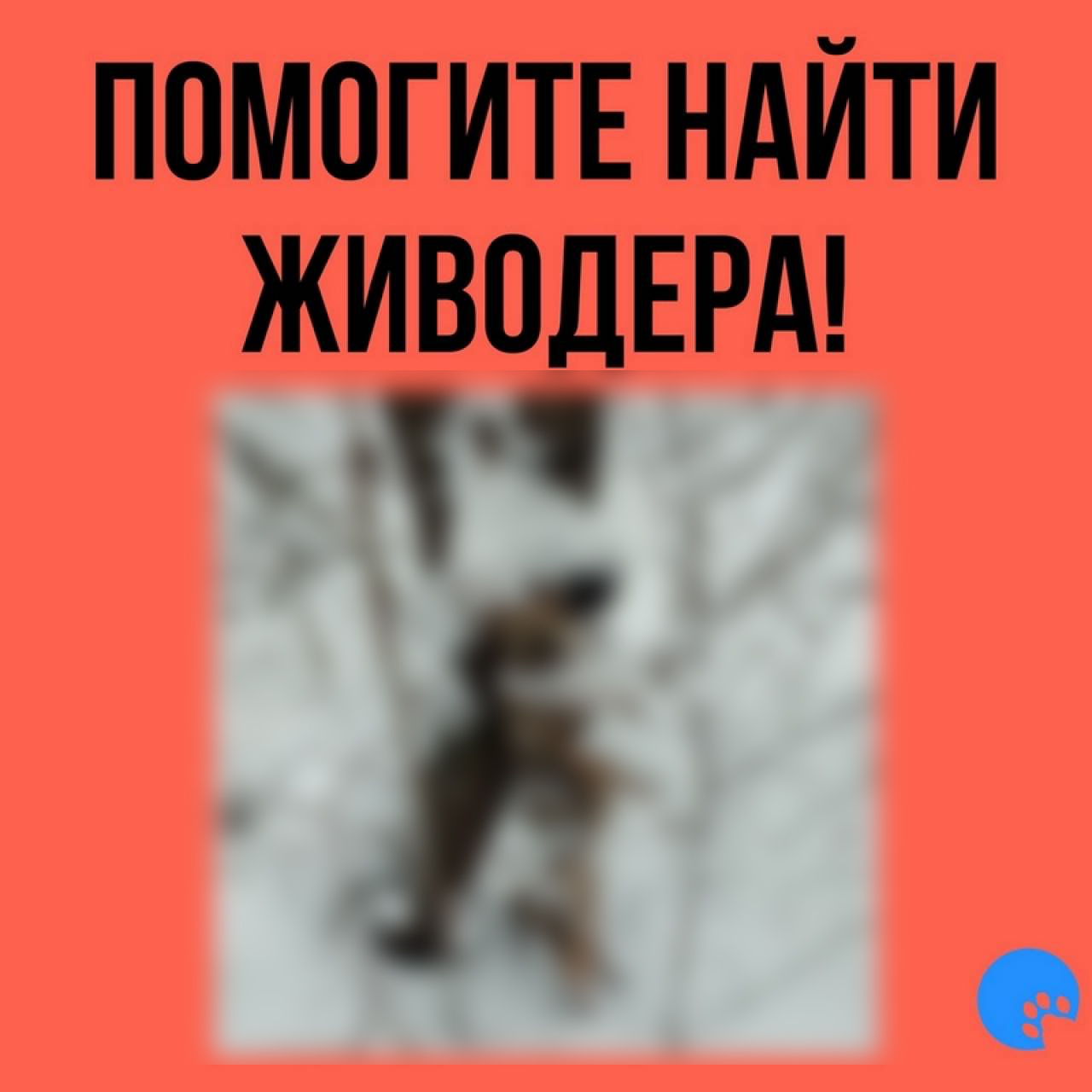 В Пышках нашли повешенную собаку: она превратилась в лед (18+)