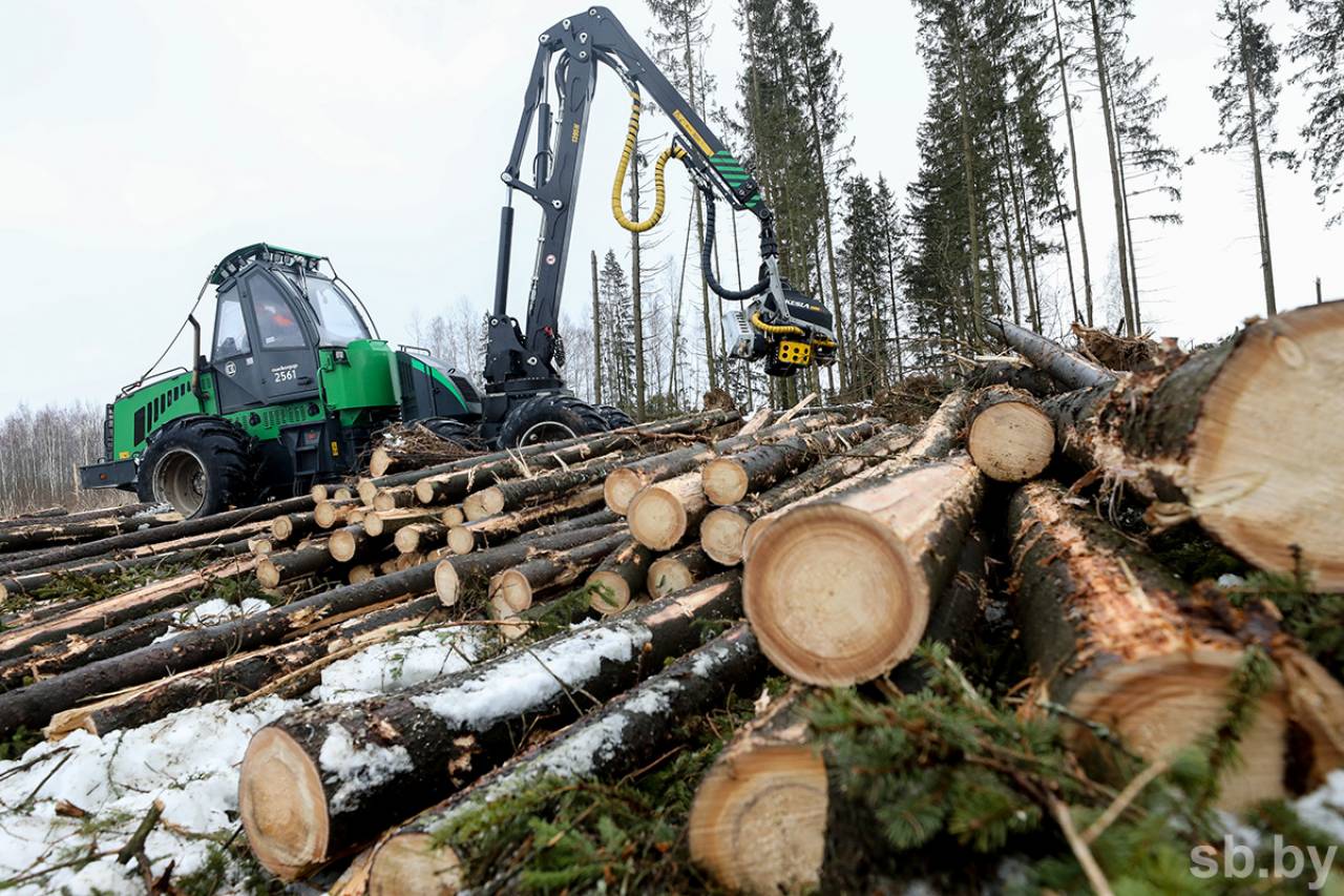 В Гродненской области более 64 га лесов, пострадавших от сильного ветра, засадят соснами и березами