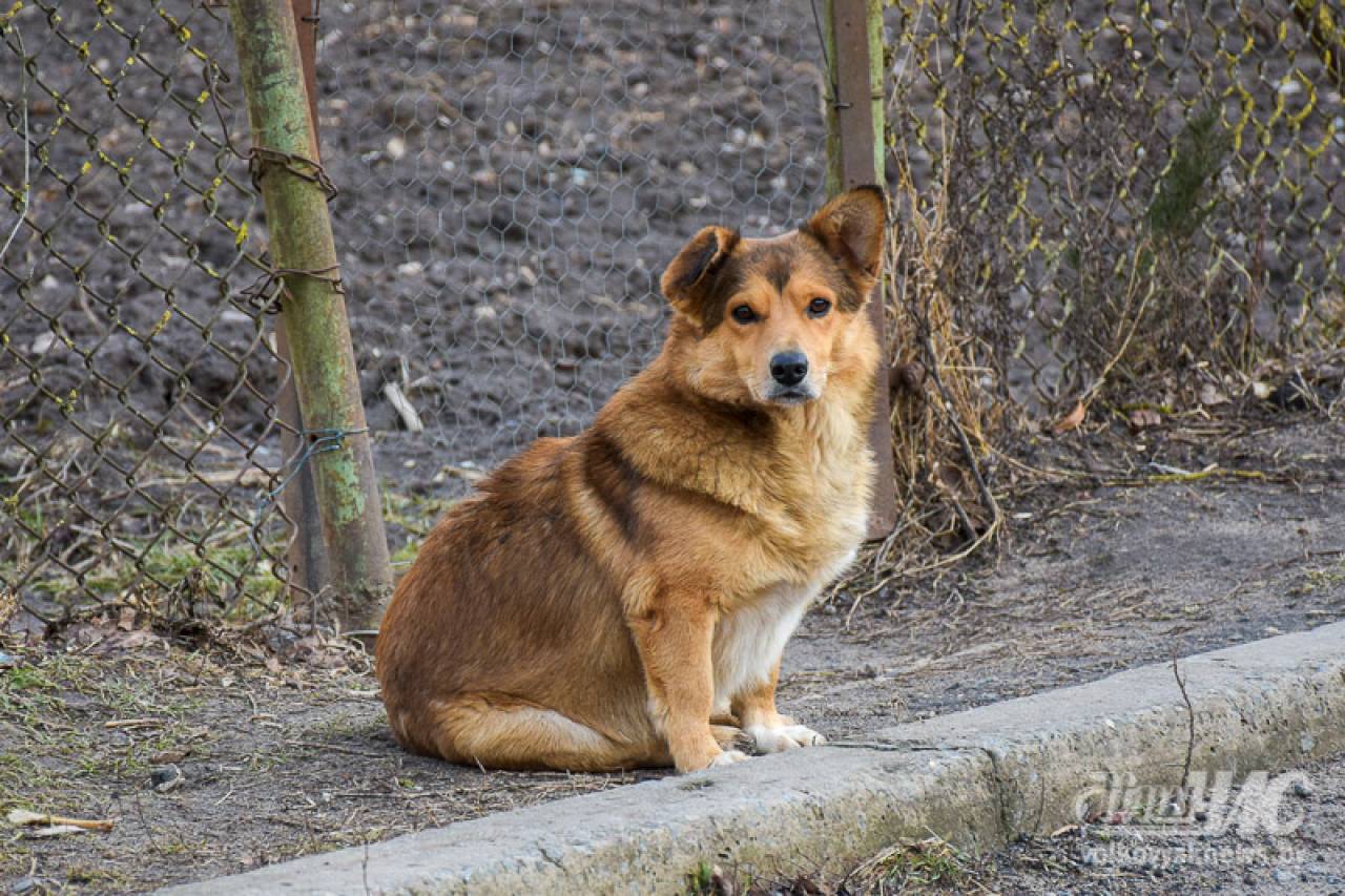 В Волковысском районе появился свой Хатико: Журналисты рассказывают историю пса