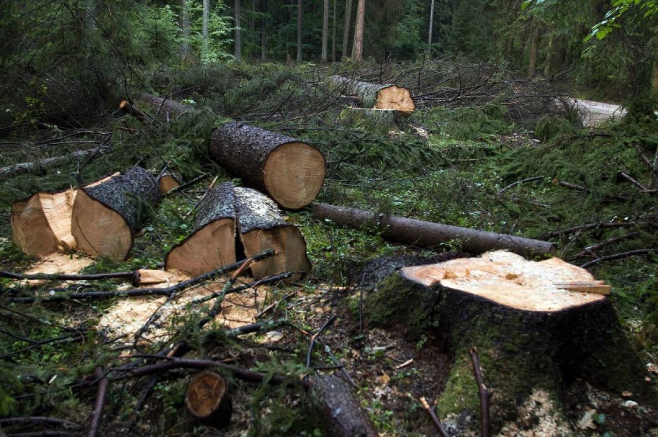 ИП из Гродно должен был помочь в уборке угрожающих ЛЭП деревьев, но срубил чуть больше. В итоге попал на «химию» и деньги