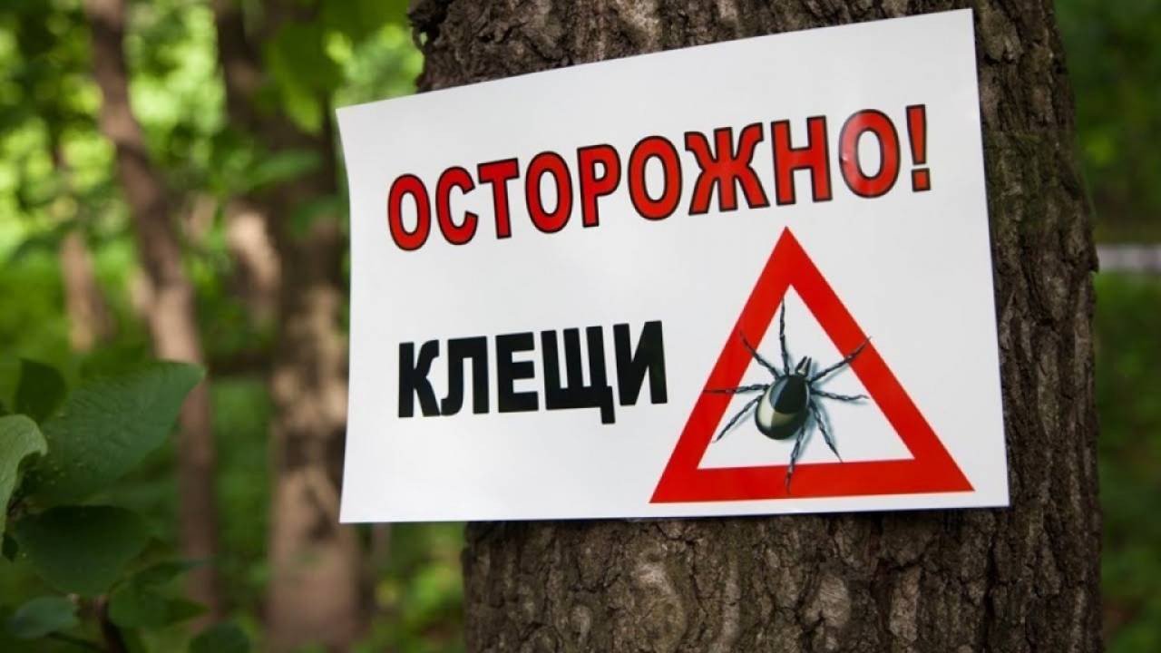 В Гродно и районе проснулись клещи: Список самых «опасных» для прогулок лесных массивов