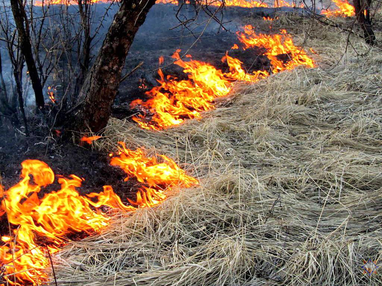 В Гродненской области запретили сжигать мусор и старую траву на придомовых участках и на дачах