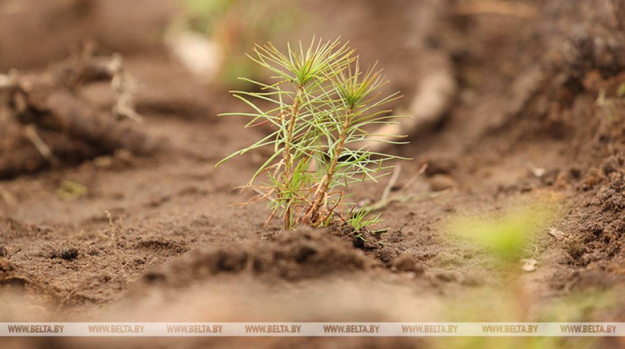 В Гродненской области за «Неделю леса» высадят деревья на площади 600 га