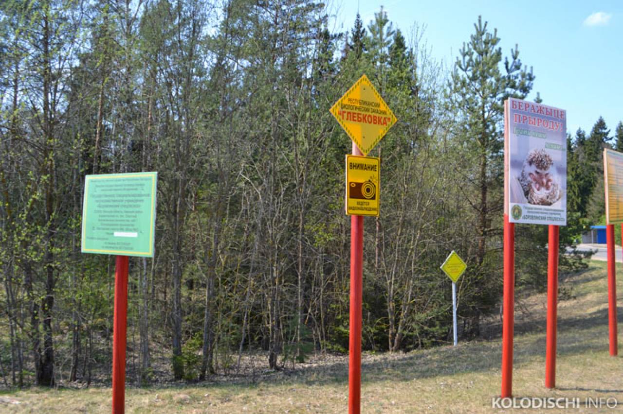 Из-за дождей: в Гродненской области несколько ослабили запреты на посещение лесов