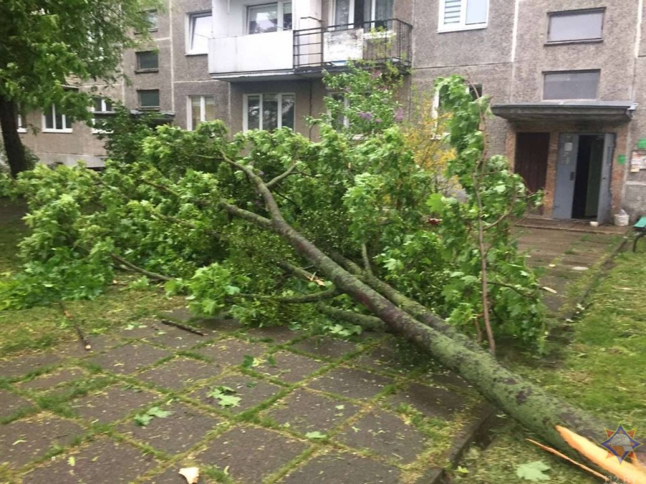 В Гродно дерево рухнуло во дворе многоэтажки, а в Волковыске зацепило машину: в МЧС показали последствия субботнего сильного ветра