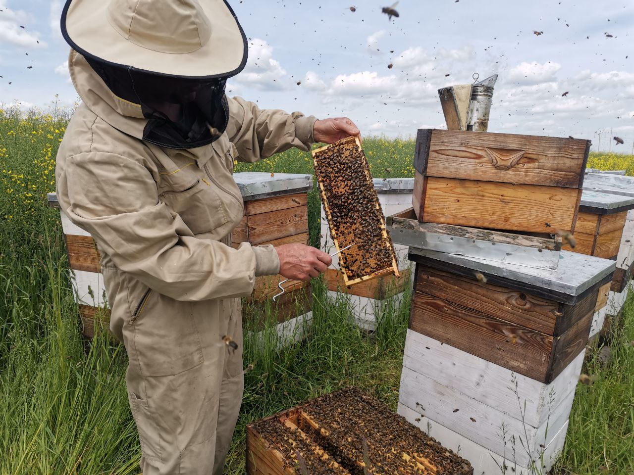 Продавал автозапчасти, теперь «повелевает» пчелами: репортаж с пасеки под Гродно
