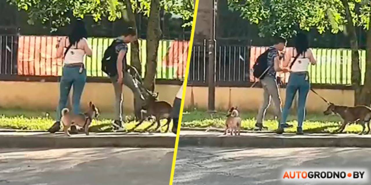 Гродненец бил собаку у парковки на Клецкова: его увезли в милицию после звонка очевидца (видео 18+)
