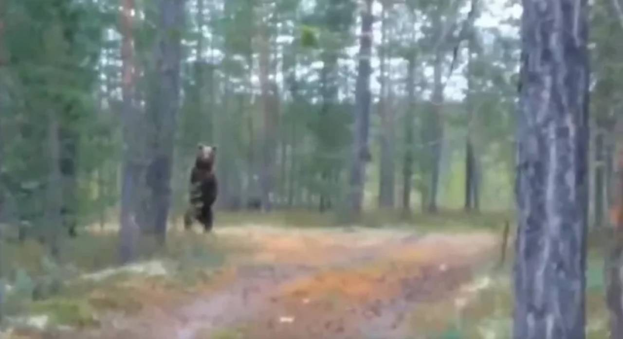 Суровый житель Островца встретил в лесу медведя, но не растерялся…