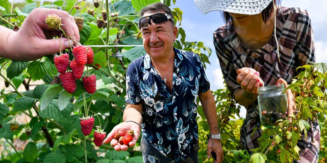 «Себестоимость ягоды — около 40 рублей». Житель Гродненской области рискнул и занялся элитной малиной