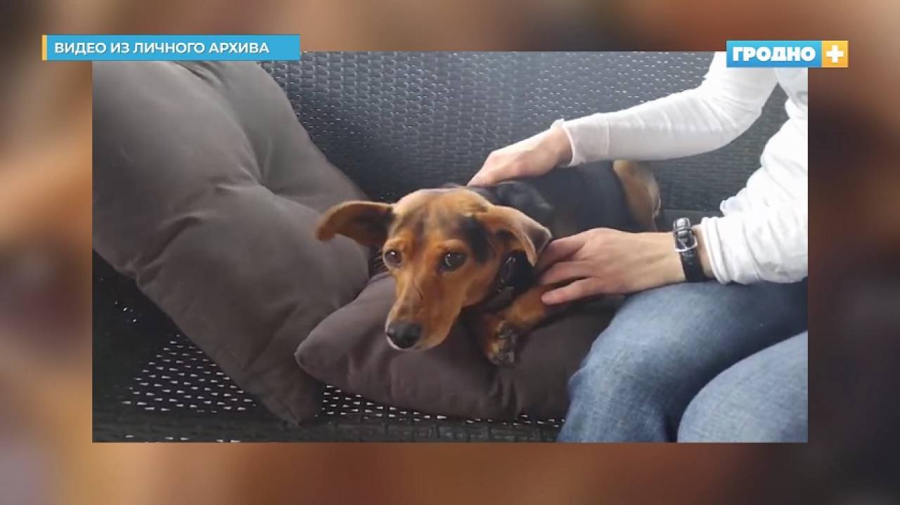 На расстрелявшего собаку в Сопоцкино завели уголовное дело