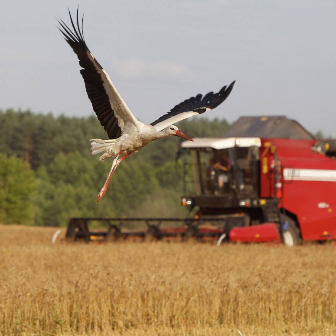 «Голода у нас не будет». Сколько зерна и для чего выращивают в Беларуси