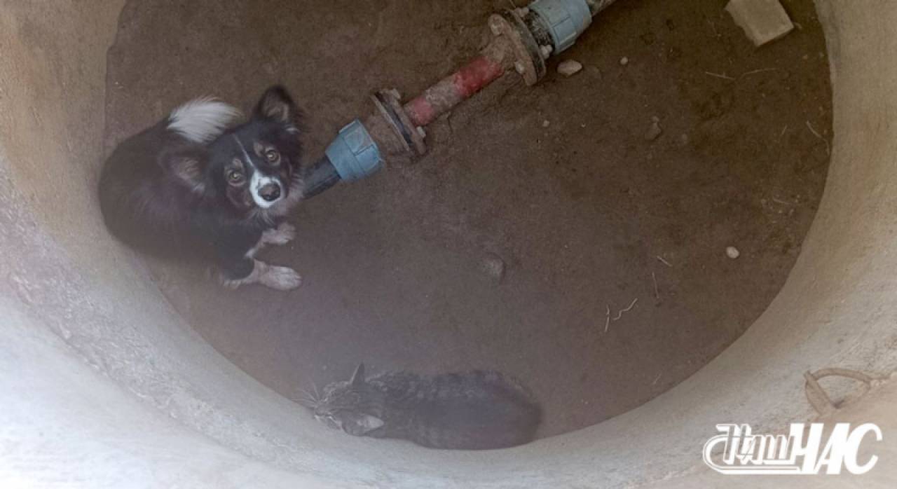 Добрая история из Волковыска: спасатели помогли собаке и котенку выбраться из пустого колодца