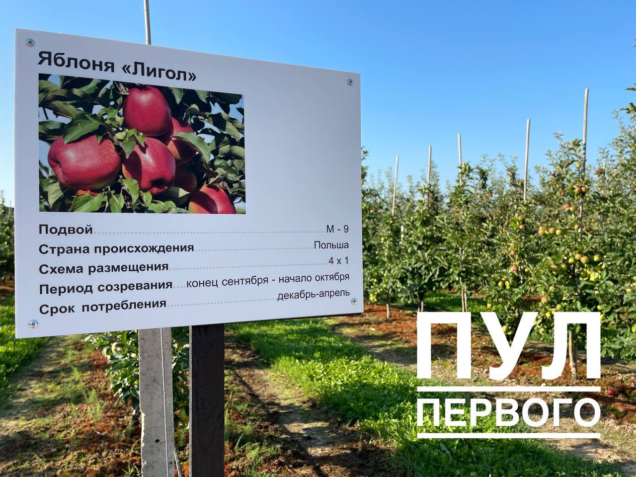 Лукашенко сегодня посещает сельхозпредприятие под Гродно