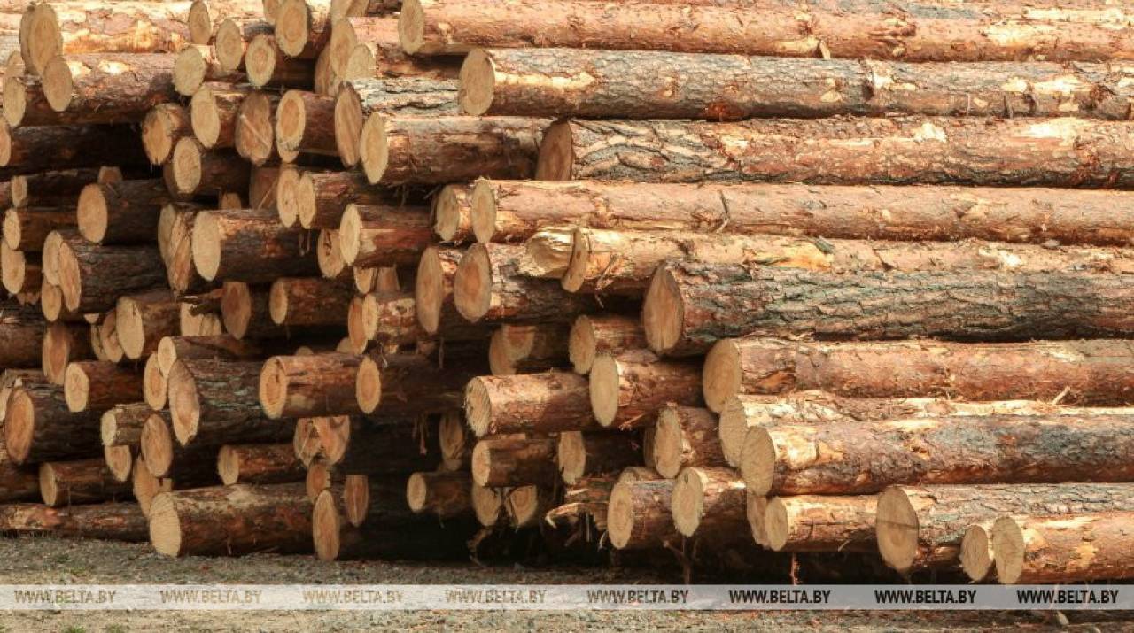Лукашенко поменял правила реализации древесины. Теперь простой белорус может купить деловую древесину в лесхозах