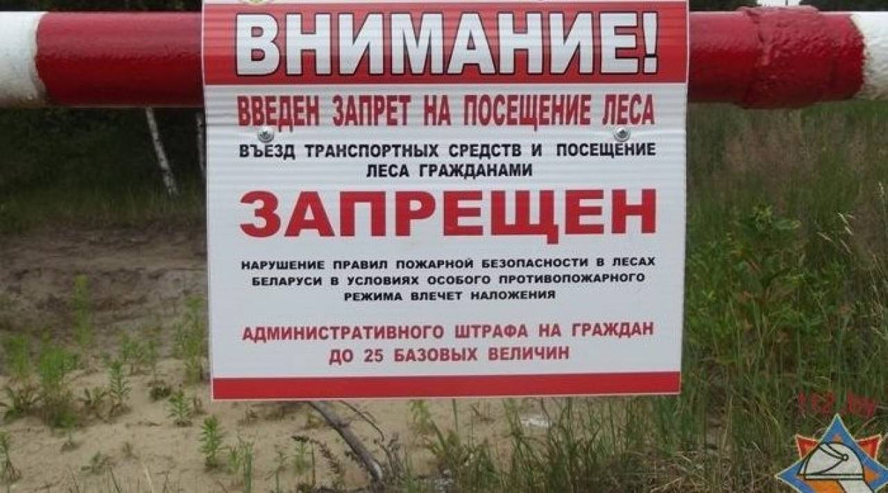 В Беларуси массово закрывают для посещения леса