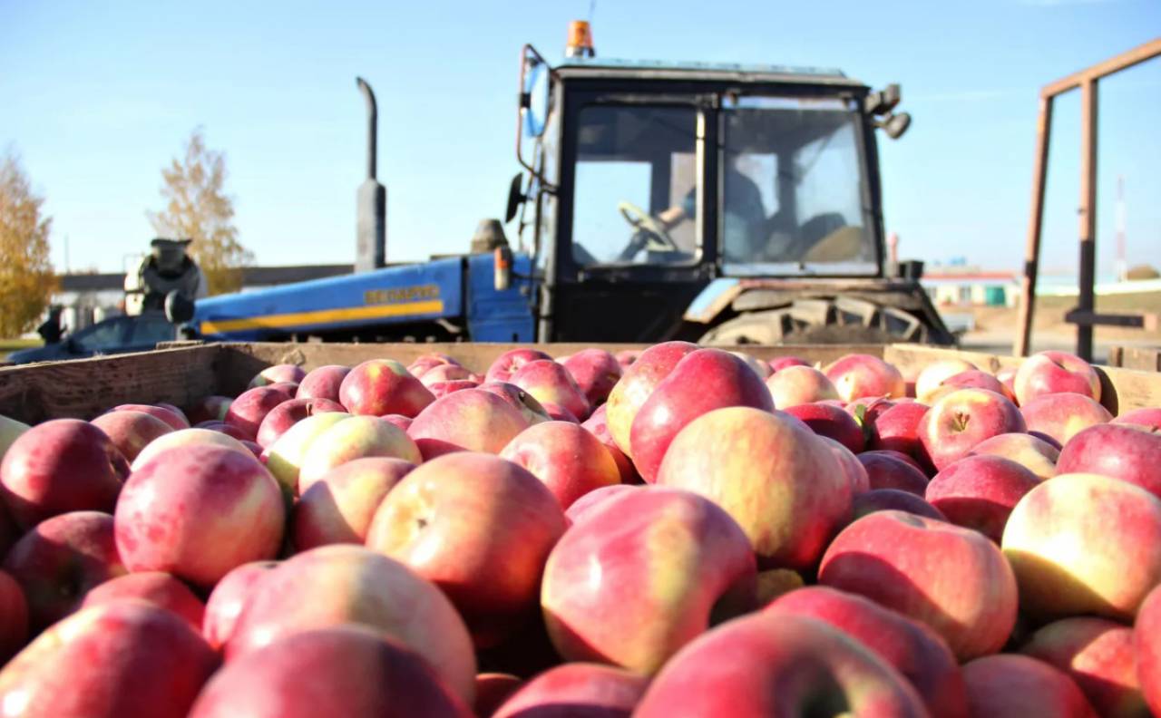 Минсельхозпрод: «Беларусь сама не закрывает потребности в яблоках»