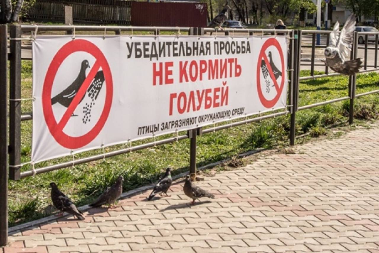 В ЖКХ рассказали, какой штраф в Беларуси могут получить те, кто кормит голубей из окна