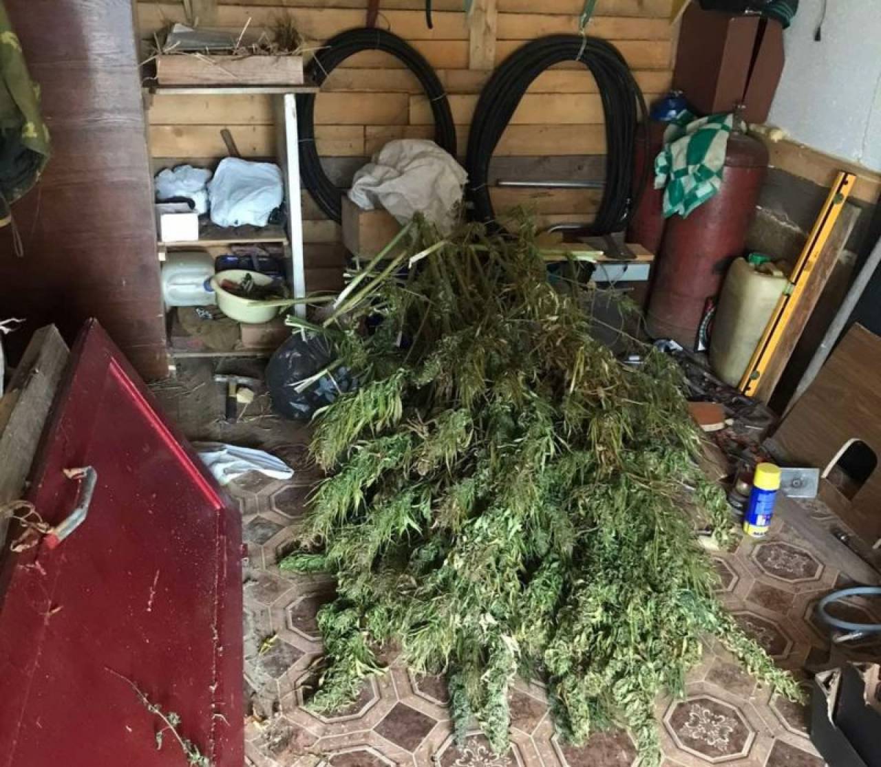 Говорил, что для себя: у жителя Сморгонского района в доме нашли более 5 кг марихуаны