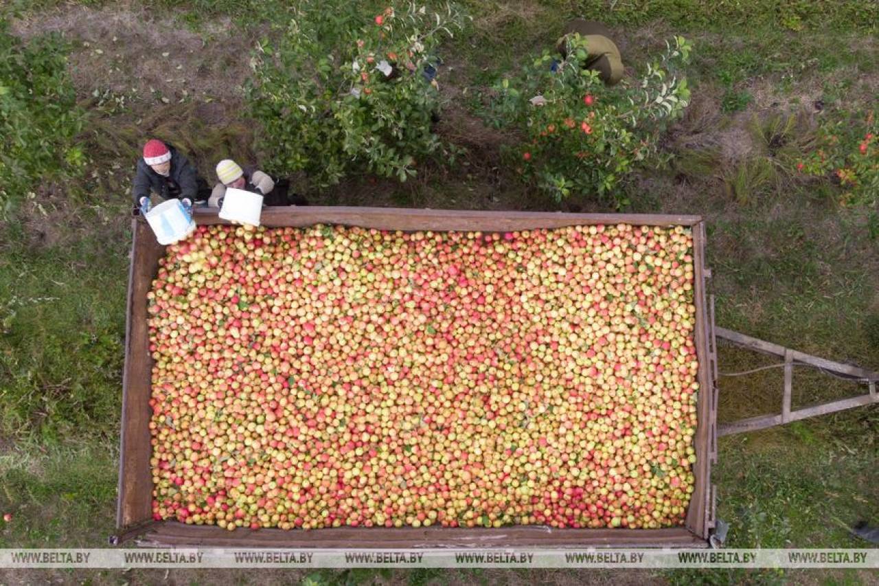 Фотофакт: как недалеко от Гродно убирают урожай яблок