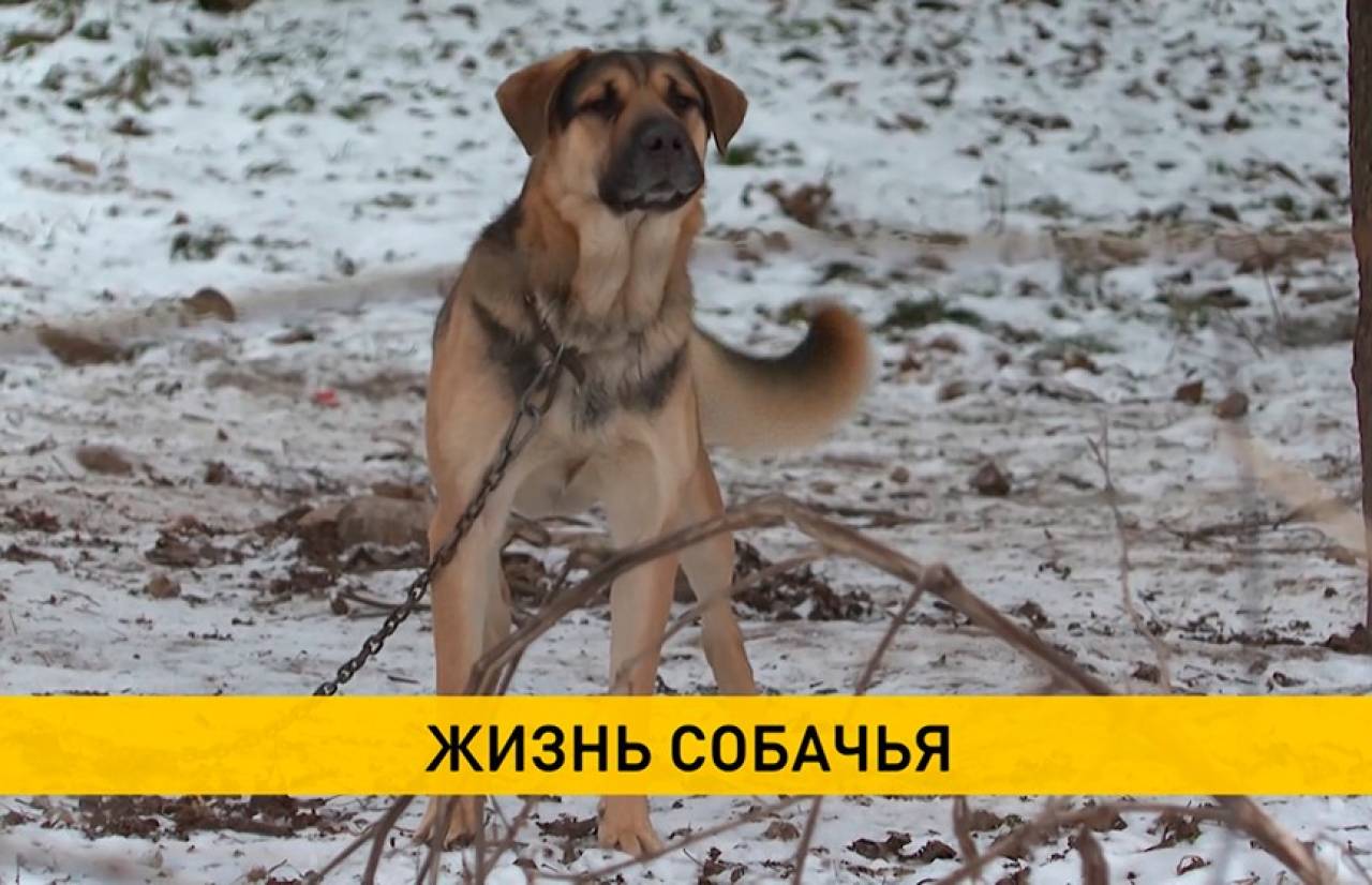 Стая собак терроризирует жителей нескольких деревень под Гродно: местная жительница выпускает свору каждый вечер