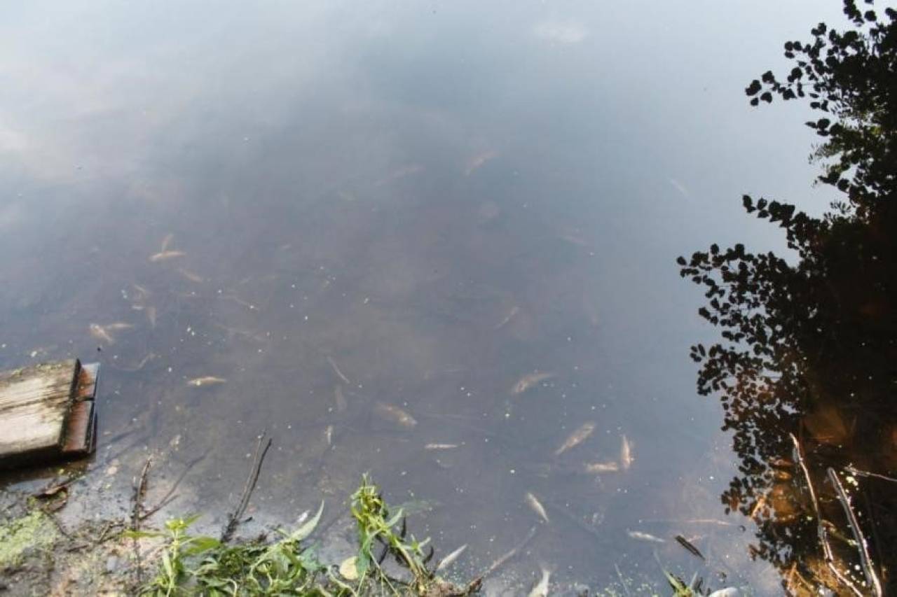 В Малой Берестовице халатность работника ЖКХ привела к массовой гибели рыбы. Его могут посадить на 3 года