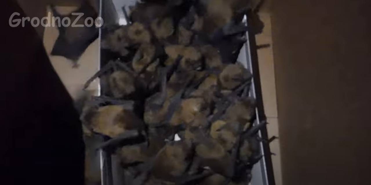 В Гродно в общежитии нашли 100 летучих мышей