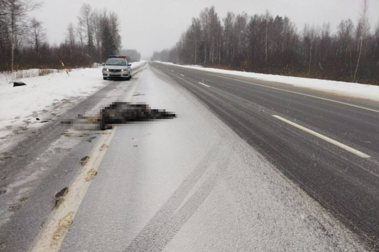 Специалист назвал самые опасные дороги в окрестностях Гродно, где чаще всего автомобили сбивают диких животных