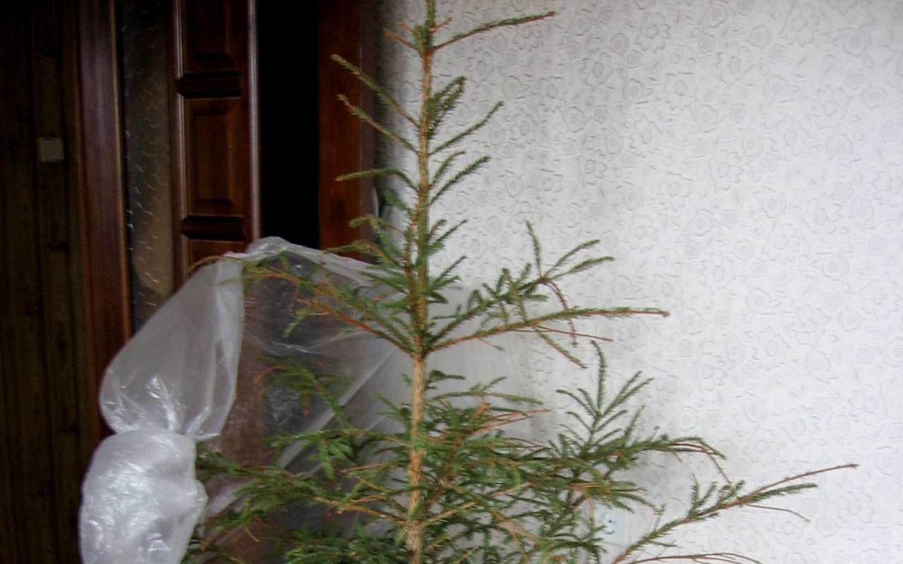 В Гродно определили даты, когда можно избавиться от новогодней елки