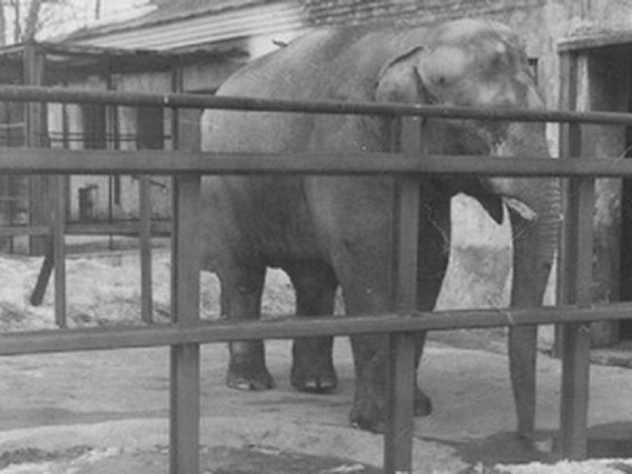 Гродненскому зоопарку слон может достаться бесплатно